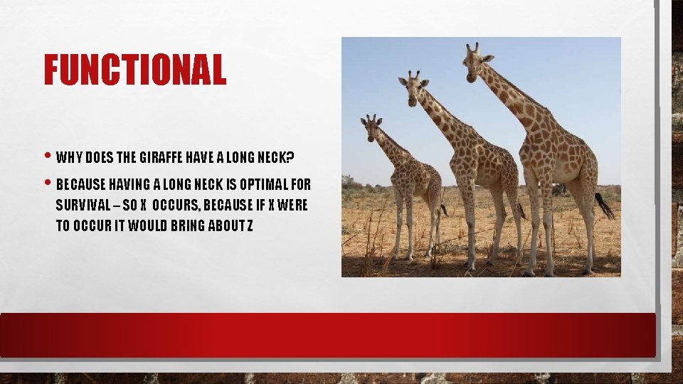 FUNCTIONAL • WHY DOES THE GIRAFFE HAVE A LONG NECK? • BECAUSE HAVING A