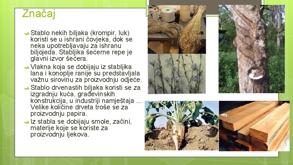 Značaj Stablo nekih biljaka (krompir, luk) koristi se u ishrani čovjeka, dok se neka