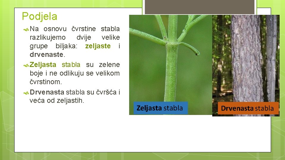 Podjela Na osnovu čvrstine stabla razlikujemo dvije velike grupe biljaka: zeljaste i drvenaste. Zeljasta