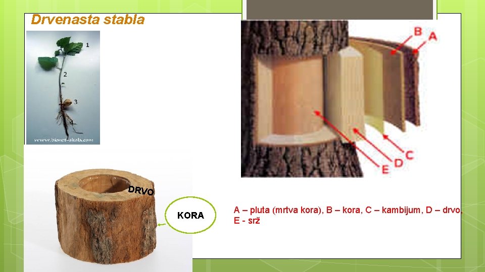 Drvenasta stabla DRVO KORA A – pluta (mrtva kora), B – kora, C –