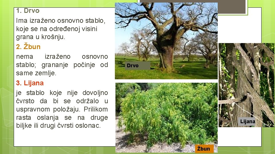 1. Drvo Ima izraženo osnovno stablo, koje se na određenoj visini grana u krošnju.