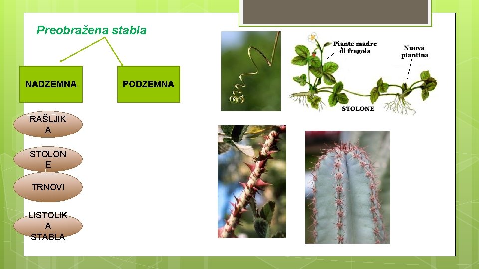 Preobražena stabla NADZEMNA RAŠLJIK A STOLON E TRNOVI LISTOLIK A STABLA PODZEMNA 