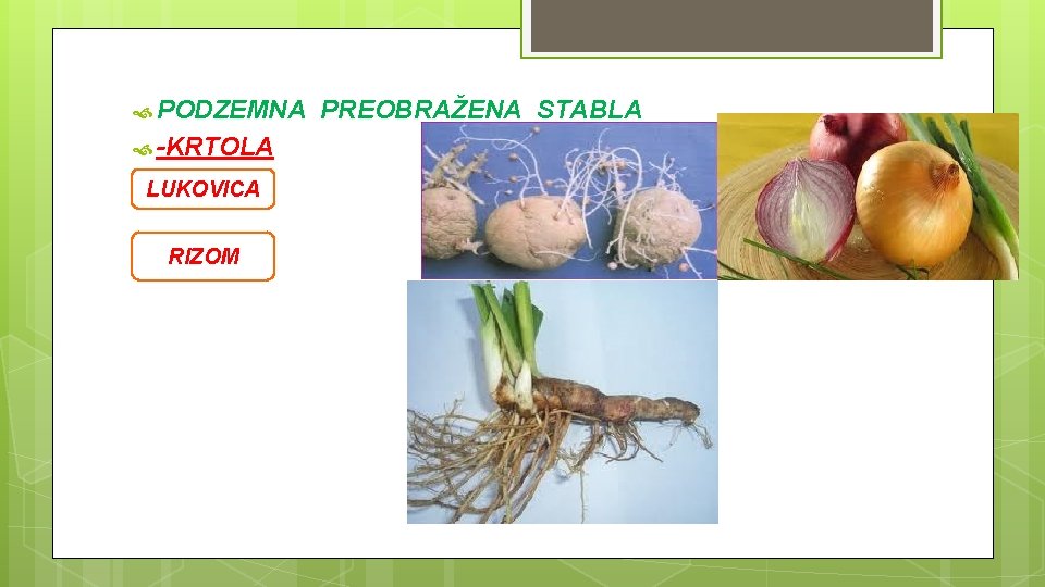  PODZEMNA -KRTOLA LUKOVICA RIZOM PREOBRAŽENA STABLA 