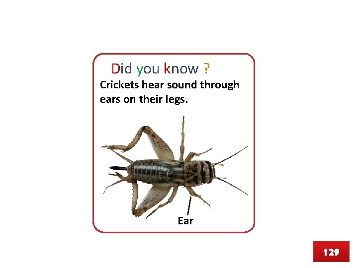 Did you know ? Crickets hear sound through ears on their legs. Ear 129