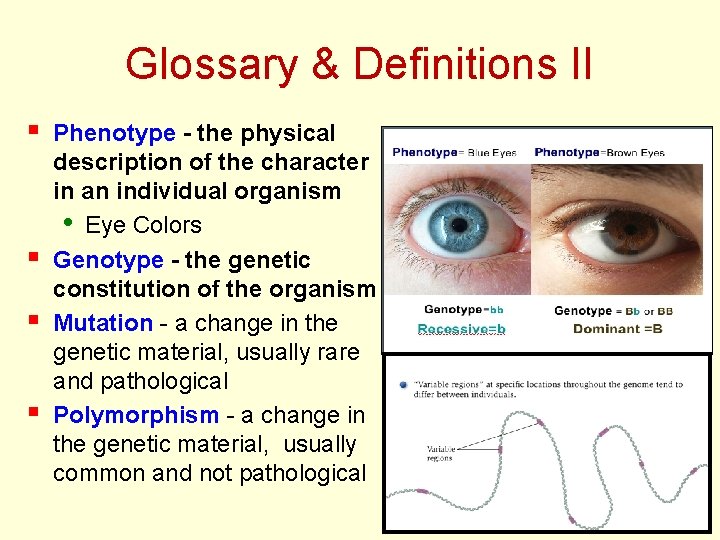 Glossary & Definitions II § § Phenotype - the physical description of the character