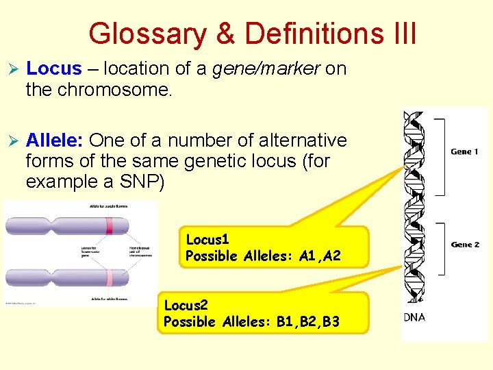 Glossary & Definitions III Ø Locus – location of a gene/marker on the chromosome.