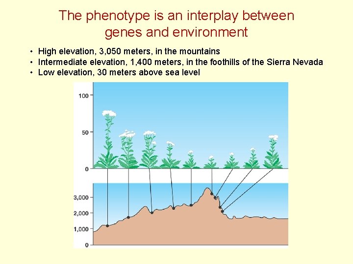 The phenotype is an interplay between genes and environment • High elevation, 3, 050