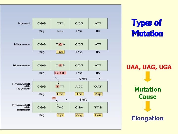 Types of Mutation UAA, UAG, UGA Mutation Cause Elongation 