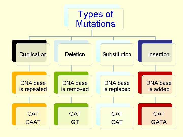 Types of Mutations Duplication Deletion Substitution Insertion DNA base is repeated DNA base is