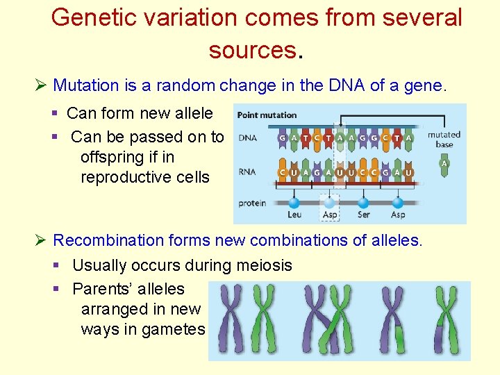 Genetic variation comes from several sources. Ø Mutation is a random change in the