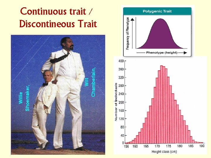 Wilt Chamberlain, Willie Shoemaker, Continuous trait / Discontineous Trait 