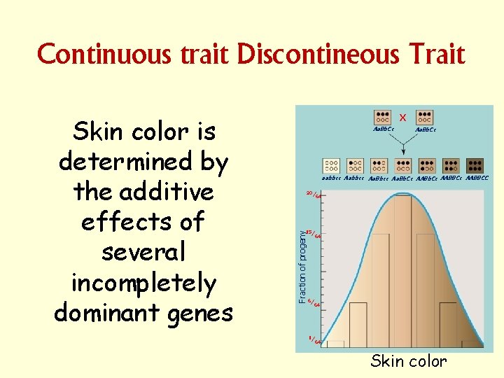Continuous trait Discontineous Trait Aa. Bb. Cc aabbcc Aa. Bbcc Aa. Bb. Cc AABBCc