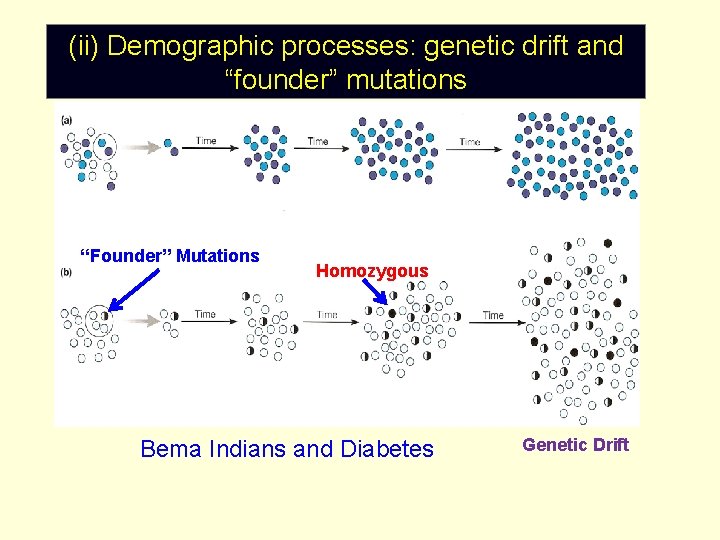 (ii) Demographic processes: genetic drift and “founder” mutations “Founder” Mutations Homozygous Bema Indians and