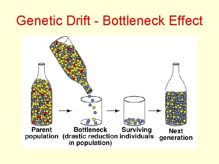 Genetic Drift - Bottleneck Effect 