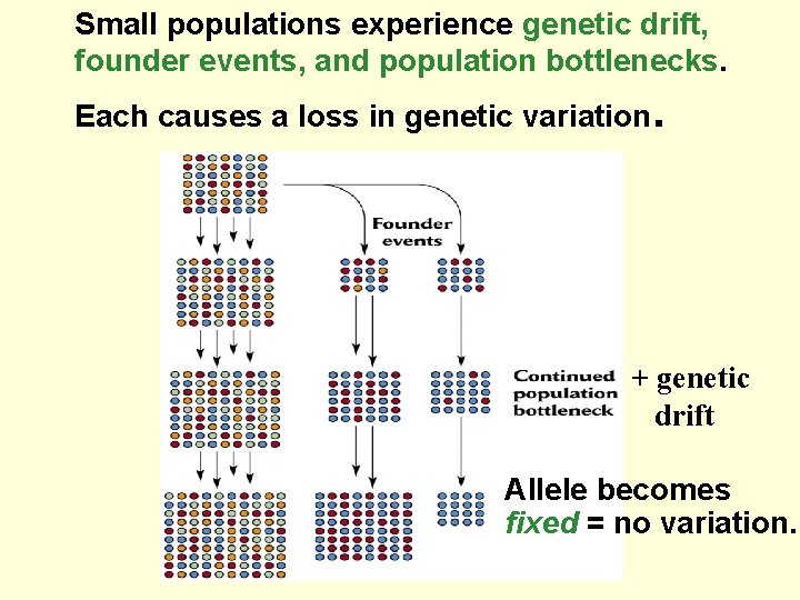 Small populations experience genetic drift, founder events, and population bottlenecks. Each causes a loss