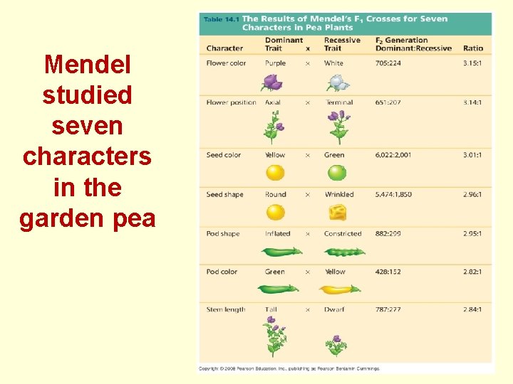 Mendel studied seven characters in the garden pea 