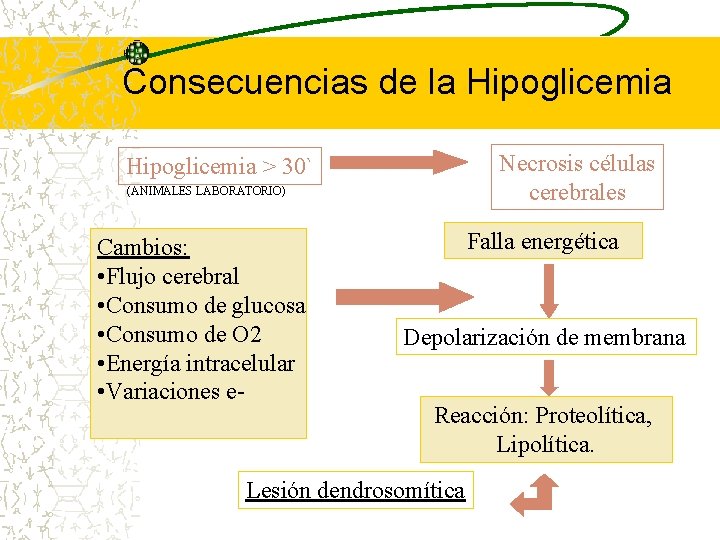 Consecuencias de la Hipoglicemia Necrosis células cerebrales Hipoglicemia > 30` (ANIMALES LABORATORIO) Cambios: •