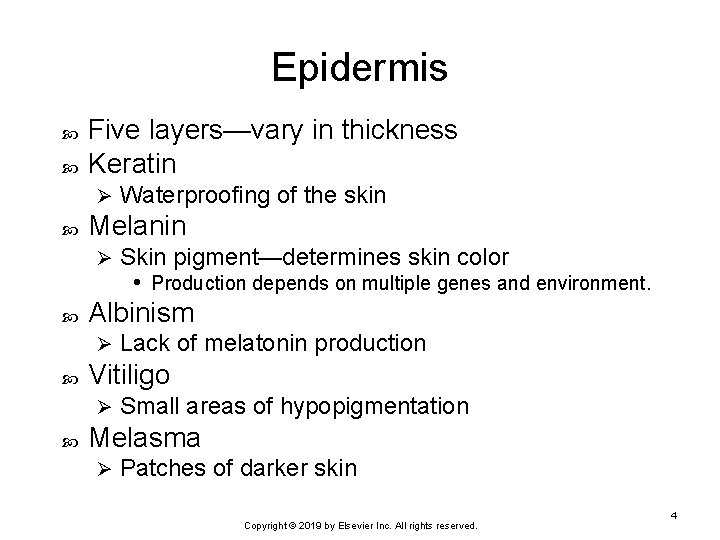 Epidermis Five layers—vary in thickness Keratin Ø Melanin Ø Lack of melatonin production Vitiligo