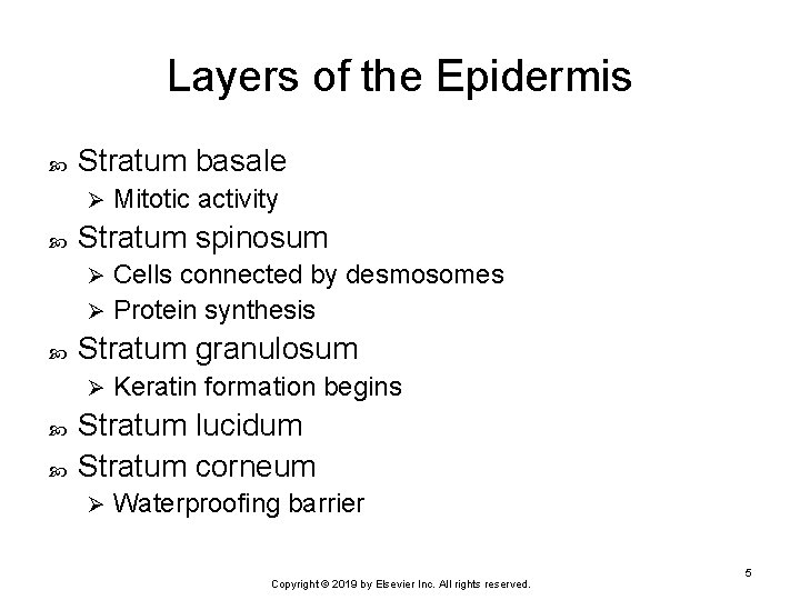 Layers of the Epidermis Stratum basale Ø Mitotic activity Stratum spinosum Cells connected by