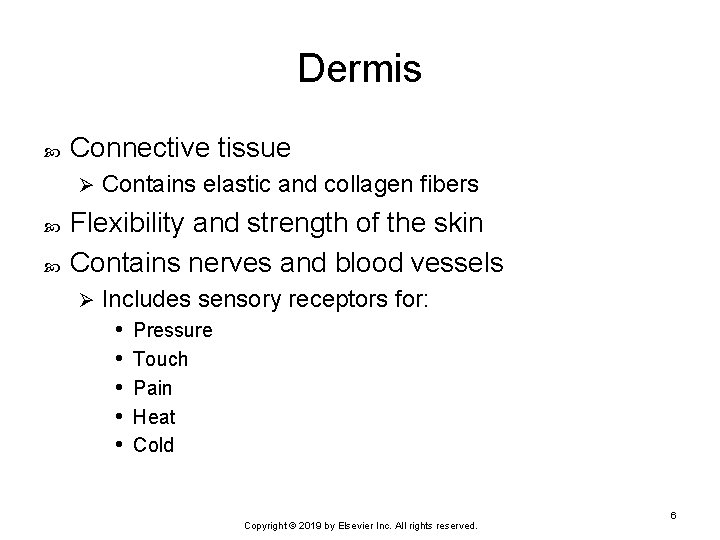 Dermis Connective tissue Ø Contains elastic and collagen fibers Flexibility and strength of the