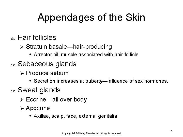 Appendages of the Skin Hair follicles Ø Sebaceous glands Ø Stratum basale—hair-producing • Arrector