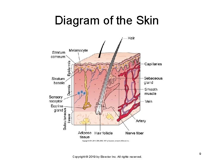 Diagram of the Skin Copyright © 2019 by Elsevier Inc. All rights reserved. 9