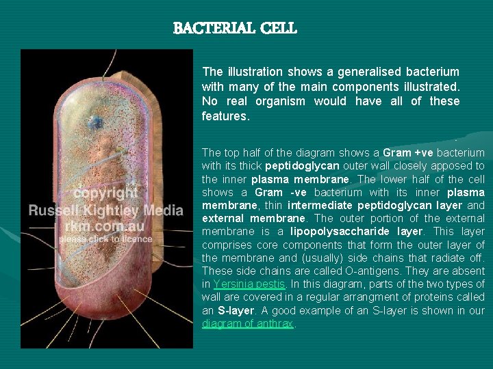 BACTERIAL CELL The illustration shows a generalised bacterium with many of the main components