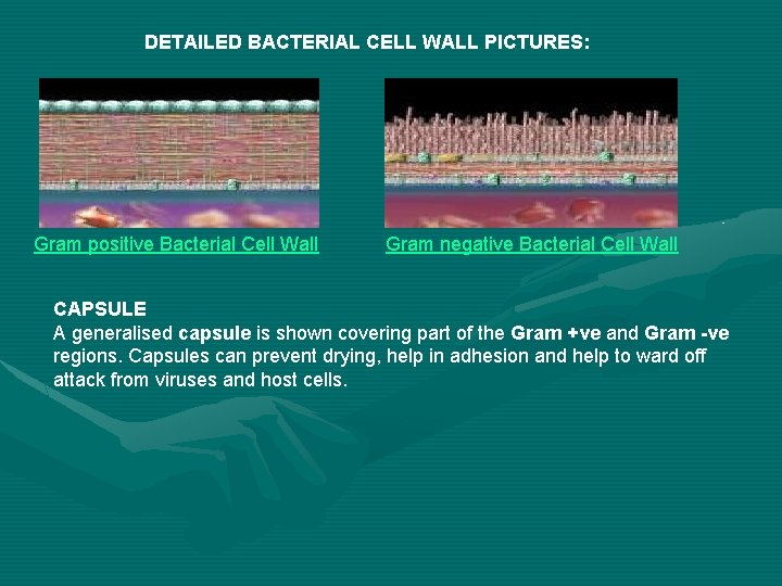 DETAILED BACTERIAL CELL WALL PICTURES: Gram positive Bacterial Cell Wall Gram negative Bacterial Cell