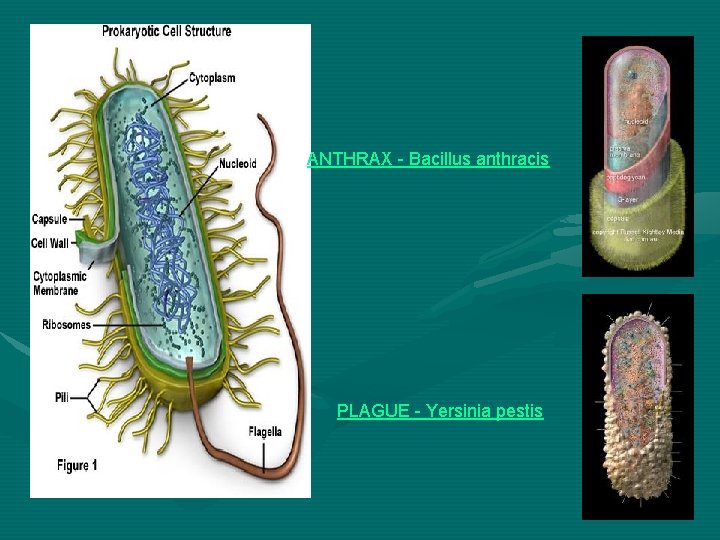 ANTHRAX - Bacillus anthracis PLAGUE - Yersinia pestis 