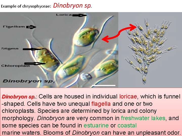 Example of chrysophyceae: Dinobryon sp. : Cells Dinobryon sp. are housed in individual loricae,