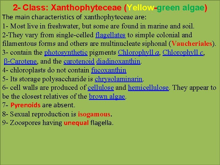 2 - Class: Xanthophyteceae (Yellow-green algae) The main characteristics of xanthophyteceae are: 1 -