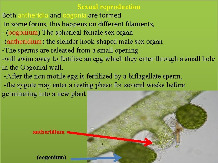 Sexual reproduction Both antheridia and oogonia are formed. In some forms, this happens on