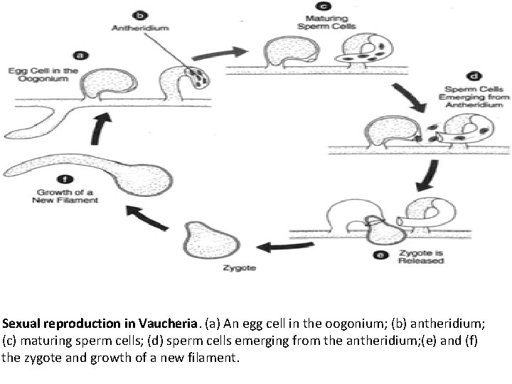 Sexual reproduction in Vaucheria. (a) An egg cell in the oogonium; (b) antheridium; (c)