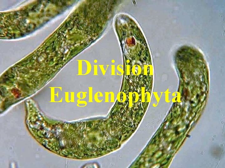 Division Euglenophyta 