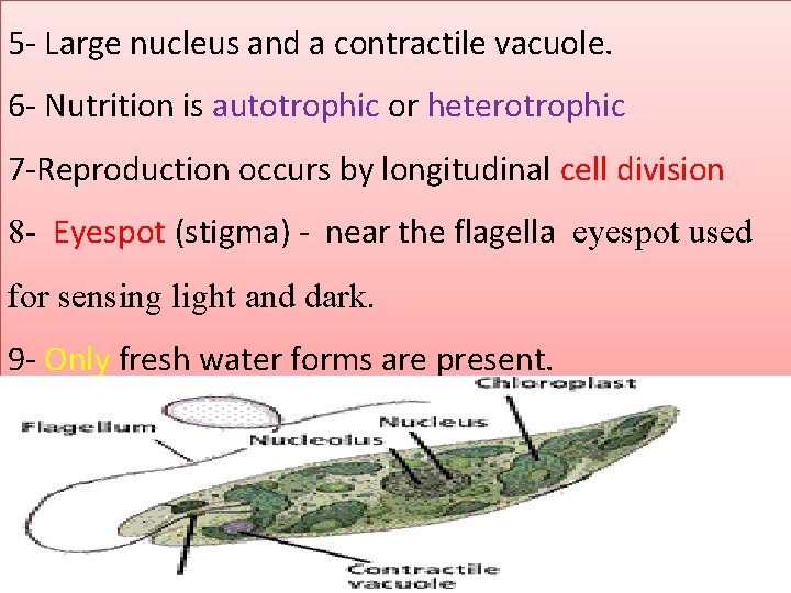 5 - Large nucleus and a contractile vacuole. 6 - Nutrition is autotrophic or