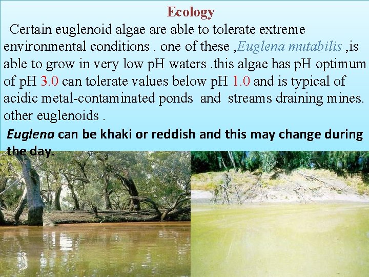 Ecology Certain euglenoid algae are able to tolerate extreme environmental conditions. one of these