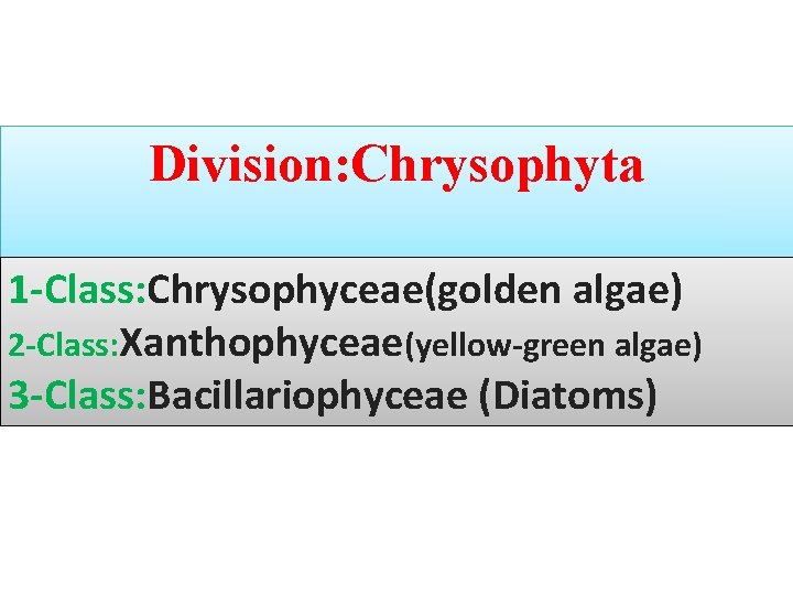Division: Chrysophyta 1 -Class: Chrysophyceae(golden algae) 2 -Class: Xanthophyceae(yellow-green algae) 3 -Class: Bacillariophyceae (Diatoms)