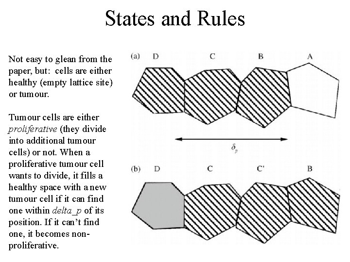 States and Rules Not easy to glean from the paper, but: cells are either