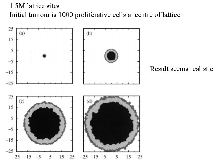 1. 5 M lattice sites Initial tumour is 1000 proliferative cells at centre of