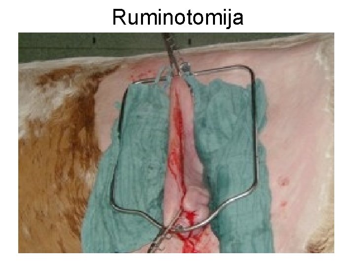 Ruminotomija 