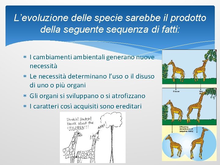 L’evoluzione delle specie sarebbe il prodotto della seguente sequenza di fatti: I cambiamenti ambientali