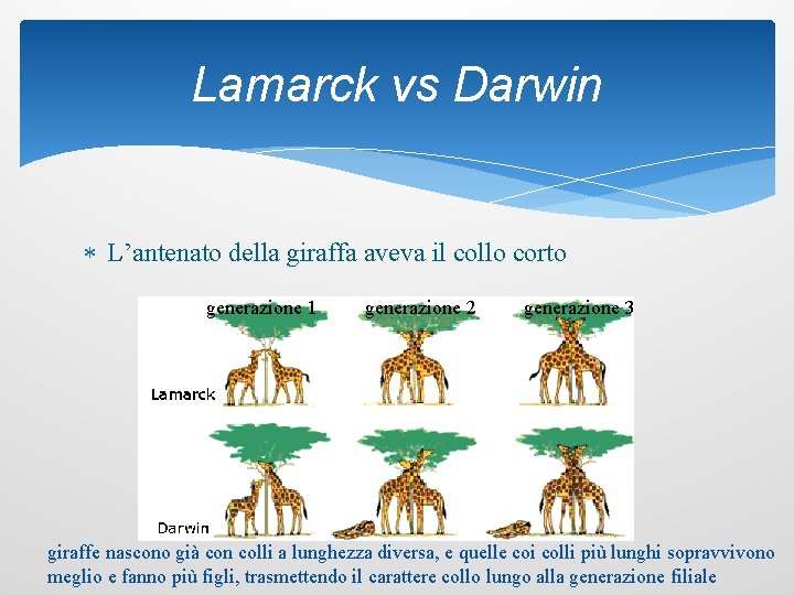 Lamarck vs Darwin L’antenato della giraffa aveva il collo corto generazione 1 generazione 2
