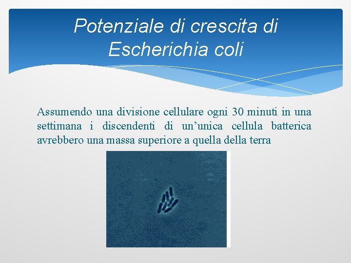 Potenziale di crescita di Escherichia coli Assumendo una divisione cellulare ogni 30 minuti in