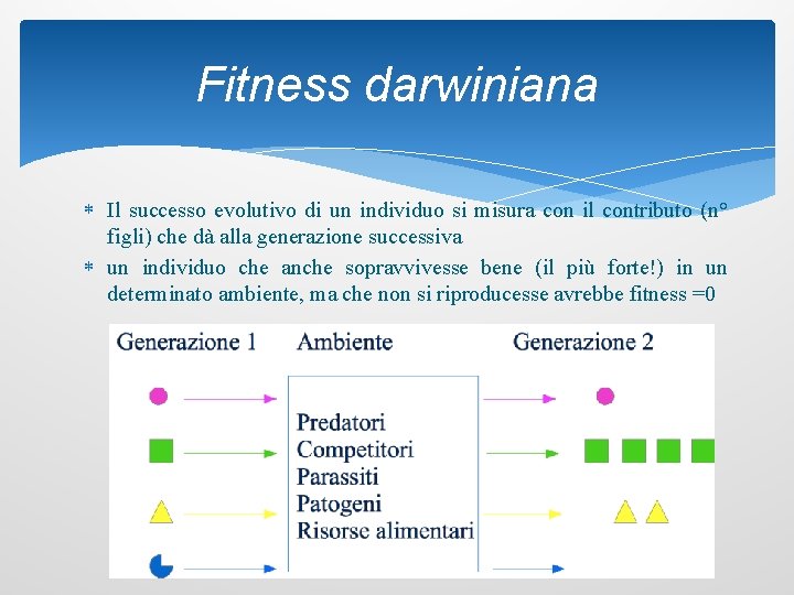 Fitness darwiniana Il successo evolutivo di un individuo si misura con il contributo (n°