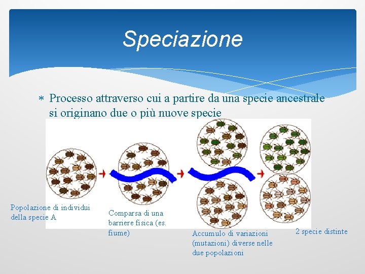 Speciazione Processo attraverso cui a partire da una specie ancestrale si originano due o