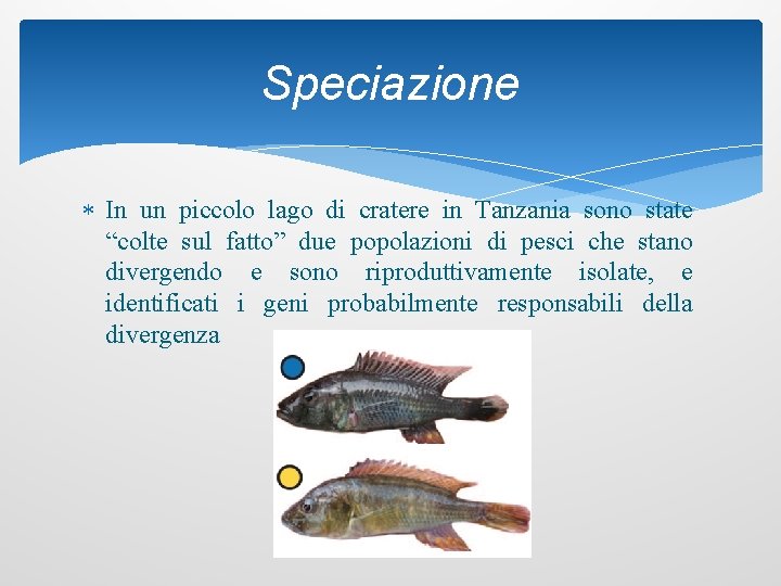 Speciazione In un piccolo lago di cratere in Tanzania sono state “colte sul fatto”