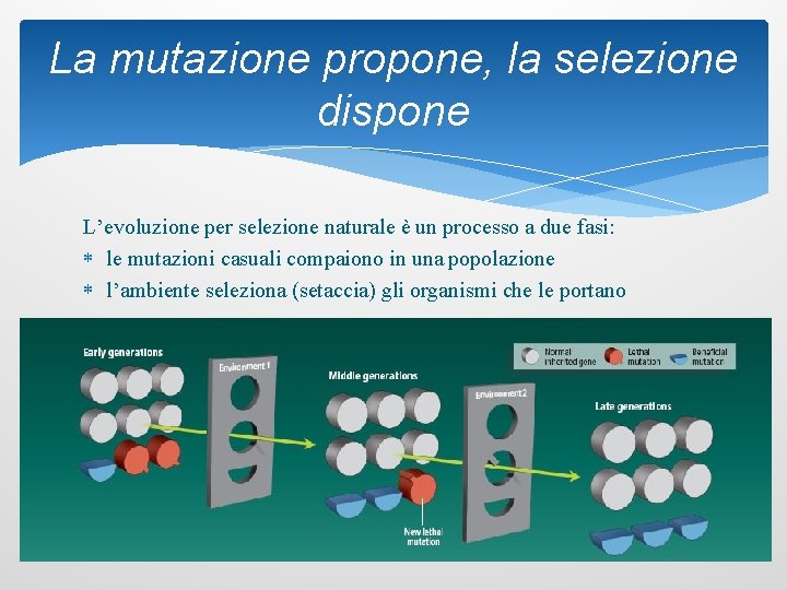 La mutazione propone, la selezione dispone L’evoluzione per selezione naturale è un processo a