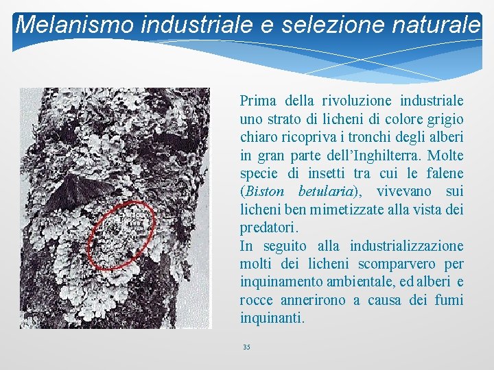 Melanismo industriale e selezione naturale Prima della rivoluzione industriale uno strato di licheni di