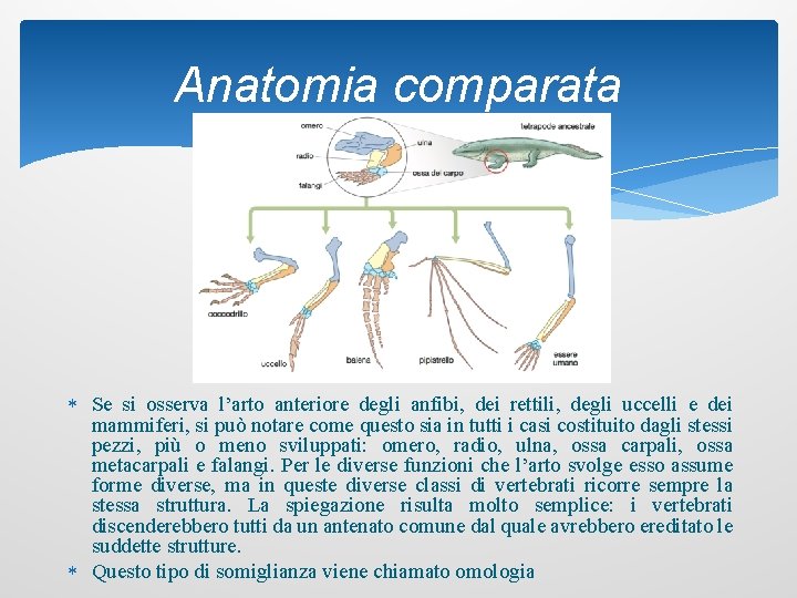 Anatomia comparata Se si osserva l’arto anteriore degli anfibi, dei rettili, degli uccelli e