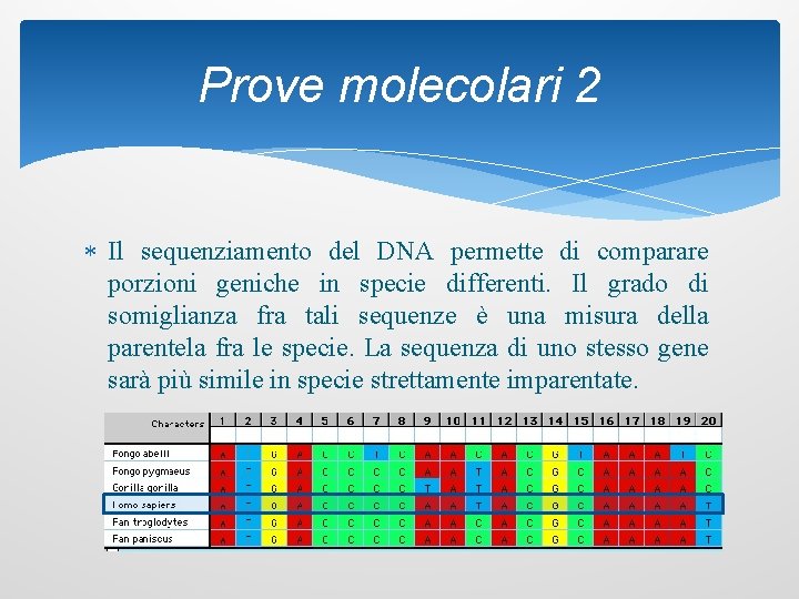 Prove molecolari 2 Il sequenziamento del DNA permette di comparare porzioni geniche in specie